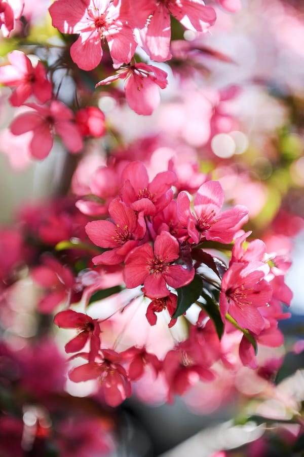 Watercolor Spring Pink Flowers